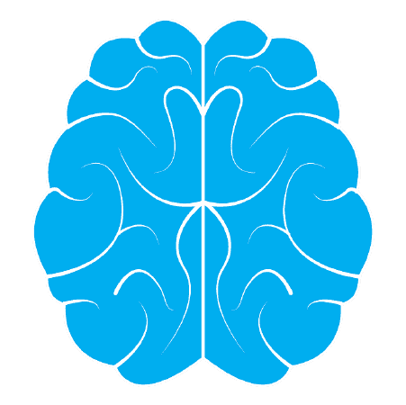 Cerebro humano Cerebro humano