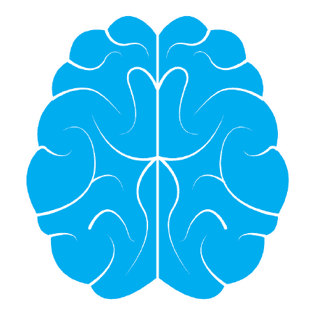 Cerebro humano